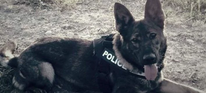 Κάτζα: Ο σκύλος της ΕΛ.ΑΣ που έγινε ήρωας -Ανακάλυψε τα ίχνη επικίνδυνου εγκληματία